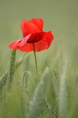 (c) Günter Havlena pixelio.de
